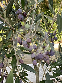 Photo of Fruit of Olea Frantoio Olive photo