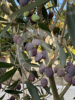 Photo of Fruit of Olea Frantoio Olive