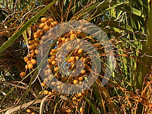 Photo of Fruit of Phoenix Canariensis or Canary Island Date Palm