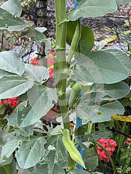 Photo of the Fruit of Vicia Faba Faba Bean Fava Bean Horse Bean or Broad Bean