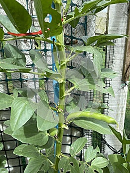 Photo of the Fruit of Vicia Faba Faba Bean Fava Bean Horse Bean or Broad Bean