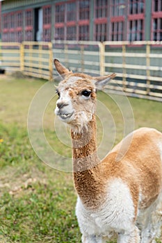 Photo of funny Alpaca at the Canadian Food and Agriculture museum, with yellow fence behind.