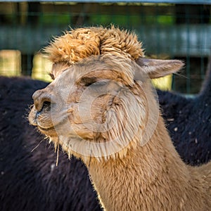 Photo of furry alpaca