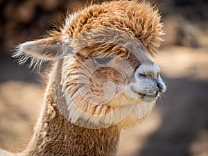 Photo of furry alpaca