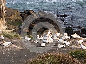 Photo of gannets nesting in Muriwai Gannet Colony