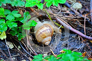 Photo of a garden snail, Helix pomatia, hiding in the garden on its way to food