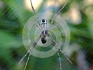 Garden spider