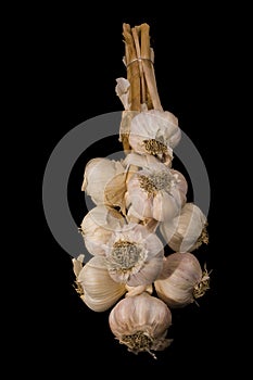 Photo of a garlic