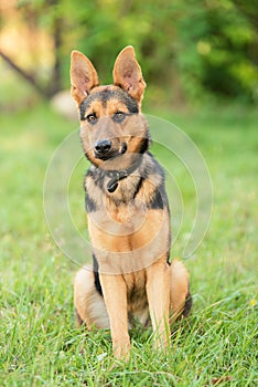 Photo of a German Shepheard dog in the nature