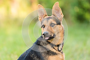 Photo of a German Shepheard dog in the nature