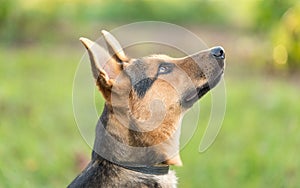 Photo of a German Shepheard dog in the nature