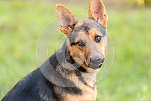 Photo of a German Shepheard dog in the nature