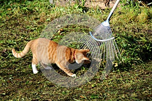 Cute cat playing in the garden photo