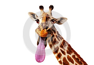 Photo of giraffe head stick out longue tongue