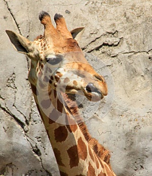 Photo of a Giraffe showing the tonge photo