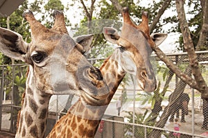 A photo of giraffes is made in the Zoo of Thailand ...