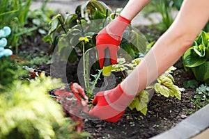 Photo of gloved woman hand holding weed and tool removing it from soil. photo