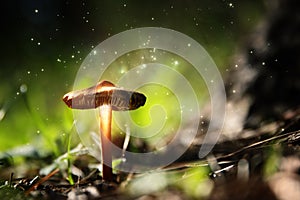 Photo of glowing mushrooms at night, mysterious forest, fantasy concept