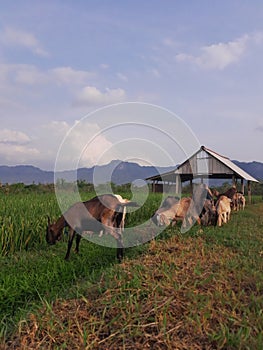 photo of goat in the traditional farm