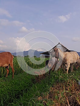 photo of goat in the traditional farm