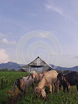 photo of goat in the traditional farm