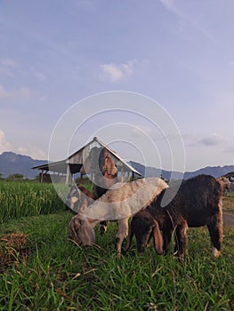 photo of goat in the traditional farm