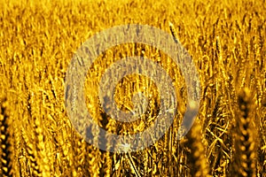 Photo of golden wheat fields