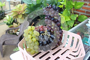 photo of grapes or Vitis vinifera L