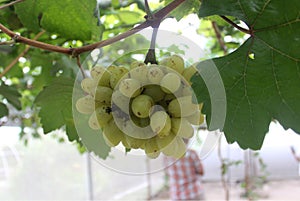 photo of grapes or Vitis vinifera L