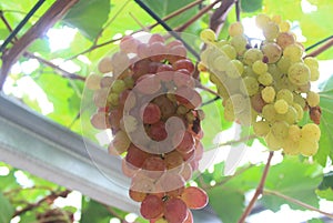 photo grapes or Vitis vinifera L.