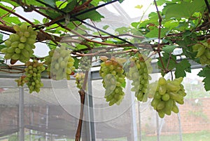 photo grapes or Vitis vinifera L