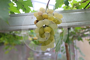 photo grapes or Vitis vinifera L