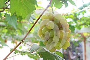 photo grapes or Vitis vinifera L