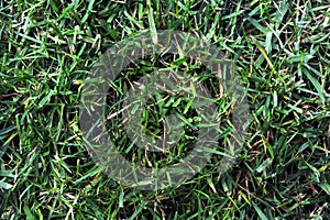 Photo of grass