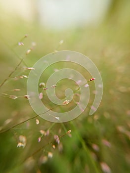 a photo of grass blowing in the wind
