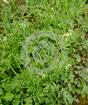 This is a photo of grass that really bothers farmers