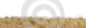 photo of grass in the wind