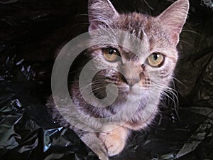 Photo of a gray-brown cat in a plastic bag