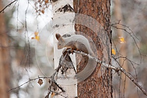 Photo of gray squirrel