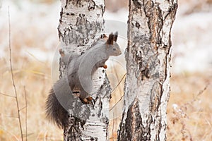 Photo of gray squirrel