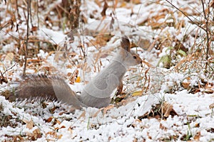 Photo of gray squirrel