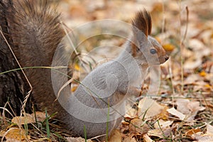 Photo of gray squirrel