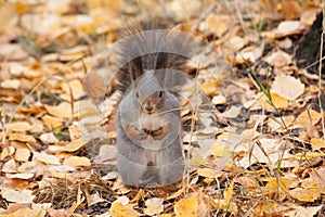 Photo of gray squirrel