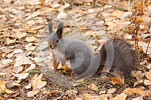 Photo of gray squirrel