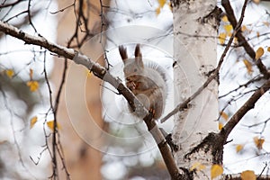 Photo of gray squirrel