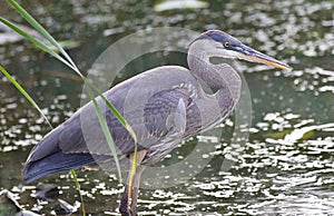 Photo of a great blue heron standing in the mud