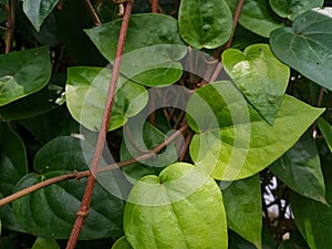 photo of green betel leaf