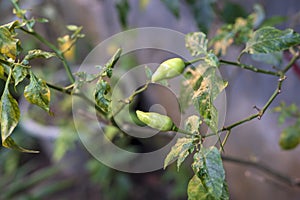 Photo of green cayenne pepper that has a very spicy taste