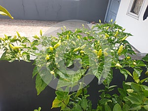 Photo of a green chili tree with lots of fruit