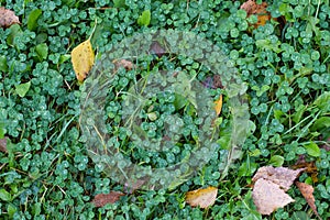 Photo of a green clover with dew drops.